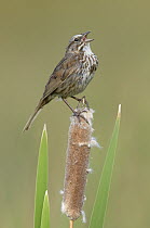 Song Sparrow (Melospiza melodia) calling from a cattail, British Columbia, Canada