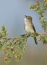 Willow Flycatcher (Empidonax traillii) calling, British Columbia, Canada