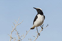 Mourning Wheatear (Oenanthe lugens) male, Eilat, Israel