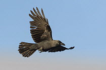 House Crow (Corvus splendens) flying, Eilat, Israel
