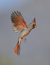Pyrrhuloxia (Cardinalis sinuatus) male flying, Texas