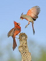 Northern Cardinal (Cardinalis cardinalis) male and Pyrrhuloxia (Cardinalis sinuatus) male fighting, Texas