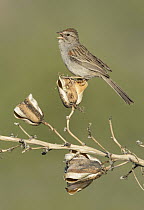 Rufous-winged Sparrow (Peucaea carpalis) calling, Arizona