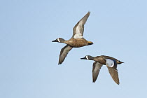 Blue-winged Teal (Anas discors) males flying, Texas