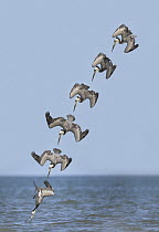 Brown Pelican (Pelecanus occidentalis) plunge-diving, multiple exposures, Texas
