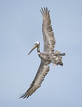Brown Pelican (Pelecanus occidentalis) flying, Texas