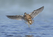 Long-billed Dowitcher (Limnodromus scolopaceus) flying, Texas