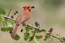 Northern Cardinal (Cardinalis cardinalis) feeding on berries, Texas