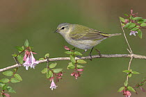 Tennessee Warbler (Oreothlypis peregrina), Texas