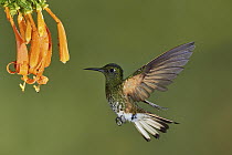 Buff-tailed Coronet (Boissonneaua flavescens) hummingbird feeding on flower nectar, Ecuador