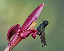 Velvet-purple Coronet (Boissonneaua jardini) hummingbird feeding on flower nectar, Ecuador