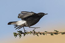 Mourning Wheatear (Oenanthe lugens) taking flight, Eilat, Israel