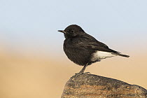Mourning Wheatear (Oenanthe lugens), Eilat, Israel