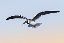 White-eyed Gull (Larus leucophthalmus) juvenile flying, Eilat, Israel