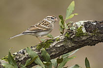Chipping Sparrow (Spizella passerina), Texas