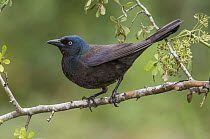 Common Grackle (Quiscalus quiscula), Texas