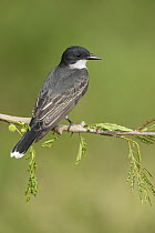 Eastern Kingbird (Tyrannus tyrannus), Texas