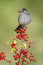 Gray Catbird (Dumetella carolinensis) feeding on berries, Texas