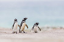 Magellanic Penguin (Spheniscus magellanicus) group on beach, Falkland Islands