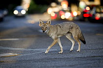 Coyote (Canis latrans) female in city, San Francisco, Bay Area, California