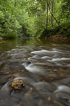Stream in lowland rainforest, Batang Ai National Park, Sarawak, Borneo, Malaysia