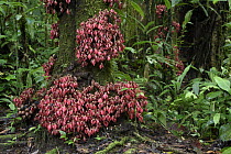 Goniothalamus (Goniothalamus ridleyi) tree with cauliflory, Kinabalu National Park, Sabah, Borneo, Malaysia