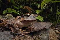 Arfak Cannibal Frog (Lechriodus platyceps), Arfak Mountains, West Papua, Indonesia