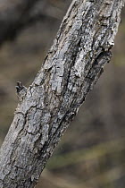 Net Casting Spider (Deinopis madagascariensis) camouflaged on bark, Isalo National Park, Madagascar