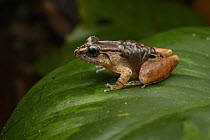 Smooth Guardian Frog (Limnonectes palavensis) male carrying tadpoles, Kubah National Park, Sarawak, Borneo, Malaysia