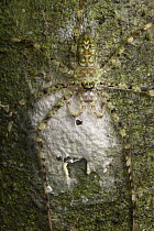 Huntsman Spider (Pandercetes sp) female guarding egg sac, Gunung Lucia, Tawau Hills Park, Sabah, Borneo, Malaysia