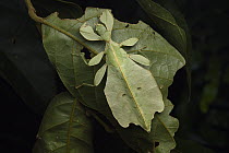 Leaf Insect (Phyllium sp) sub-adult female, Sabah, Borneo, Malaysia