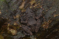 Rough Tree Frog (Theloderma horridum) camouflaged on bark, Kuching, Sarawak, Borneo, Malaysia