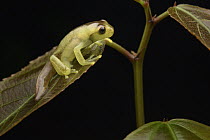 Babbling Torrenteer (Hyloscirtus alytolylax) froglet metamorph showing tail, Mindo, Ecuador