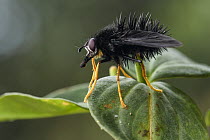 Tachinid Fly (Tachinidae), Cosanga, Ecuador