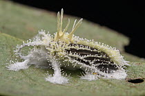 Fungus (Akanthomyces sp) killed moth, Yasuni National Park, Ecuador