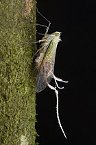 Fulgorid Planthopper (Pterodictya reticularis), mimicking being killed by fungus, Yasuni National Park, Ecuador