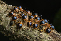 Handsome Fungus Beetle (Amphix marginatus) group with larvae, Yasuni National Park, Ecuador