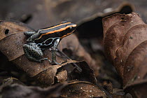 Reticulated Poison Dart Frog (Dendrobates reticulatus), Yasuni National Park, Ecuador