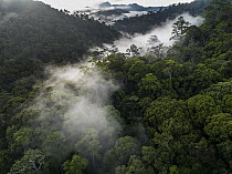 Virgin rainforest, Muara Wahau, East Kalimantan, Borneo, Indonesia