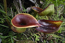 Saddle-leaved Pitcher Plant (Nepenthes ephippiata) pitchers, Gunung Bagong, Menyapa Mountains, East Kalimantan, Borneo, Indonesia