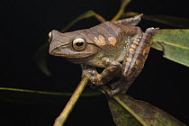 Shrub Frog (Rhacophorus baluensis), Gunung Bagong, Menyapa Mountains, East Kalimantan, Borneo, Indonesia