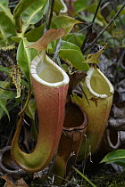 Pitcher Plant (Nepenthes chaniana) pitchers, Gunung Bagong, Menyapa Mountains, East Kalimantan, Borneo, Indonesia