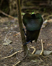 Magnificent Bird-of-paradise (Cicinnurus magnificus) male calling at lek, Arfak Mountains, West Papua, Indonesia