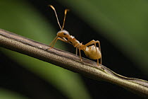 Broad-headed Bug (Alydidae) juvenile, a Weaver Ant (Oecophylla longinoda) mimics, Manokwari, West Papua, Indonesia