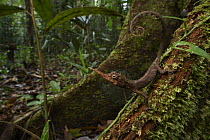 Bornean Horned Lizard (Harpesaurus borneensis) male in defensive posture in rainforest, Kubah National Park, Sarawak, Borneo, Malaysia
