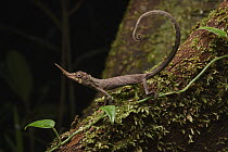 Bornean Horned Lizard (Harpesaurus borneensis) male in defensive posture, Kubah National Park, Sarawak, Borneo, Malaysia