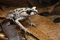 Black-eyed Litter Frog (Leptobrachium nigrops), Kubah National Park, Sarawak, Borneo, Malaysia