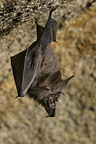 Woolly Horseshoe Bat (Rhinolophus luctus) roosting, Gunung Gading National Park, Sarawak, Borneo, Malaysia