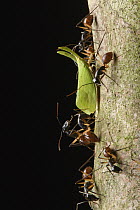Giant Forest Ant (Camponotus gigas) group protecting Lanternflies (Pyrops cultellatus) in return for honeydew, Gunung Gading National Park, Sarawak, Borneo, Malaysia