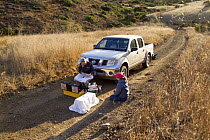 Santa Catalina Island Fox (Urocyon littoralis catalinae) biologists, Julie King and Rebekah Rudy, examining fox during vaccination and health check up, Santa Catalina Island, Channel Islands, Californ...